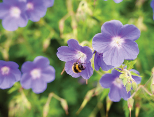 Bee Sustainability web
